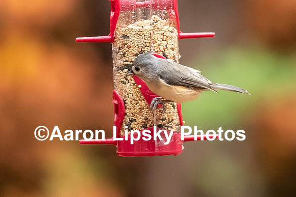 Tufted Titmouse-5216