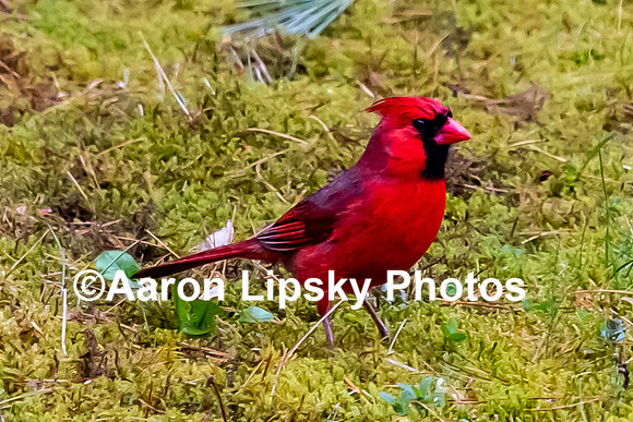 Cardinal-3024