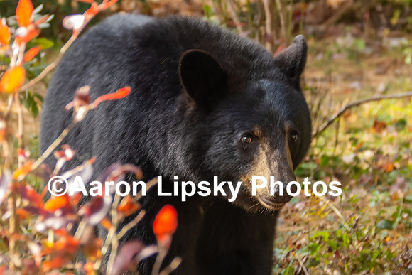 Bear Face-1127
