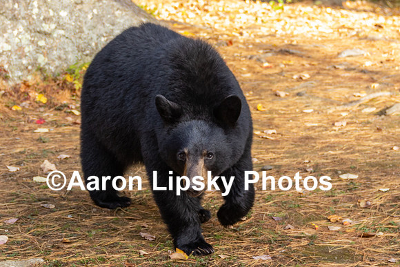 Bear Paw Up-1133