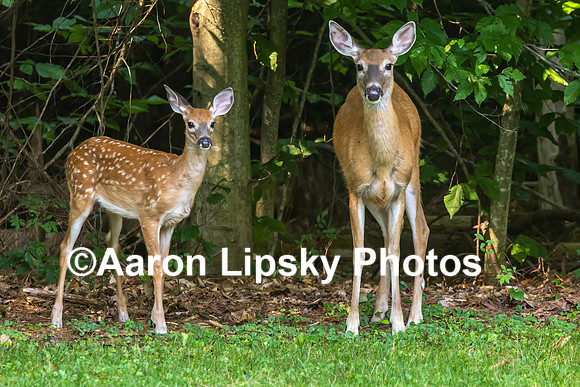 Fawn and Doe-1652