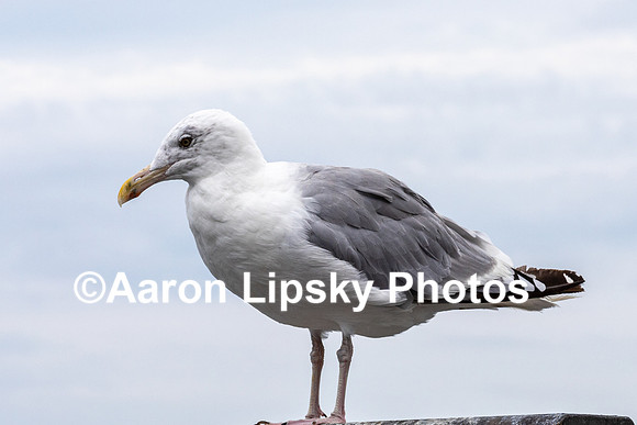 Sea Bird-0240