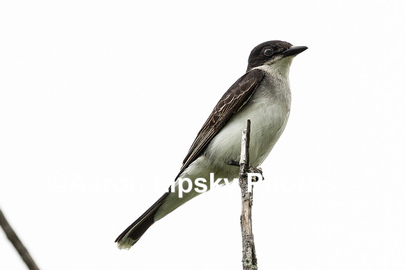 Eastern Kingbird-4055