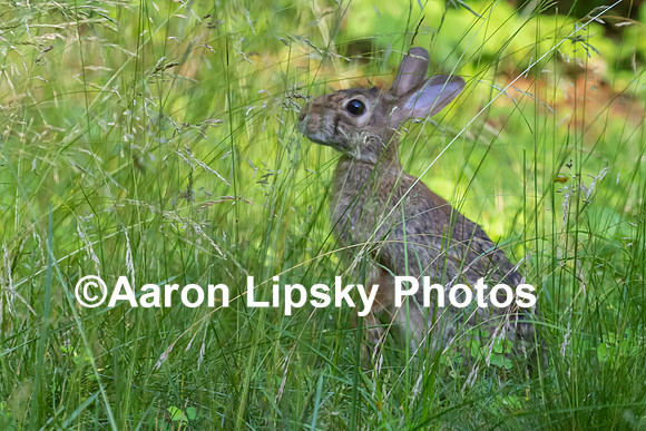 Rabbit in Field 2-4087